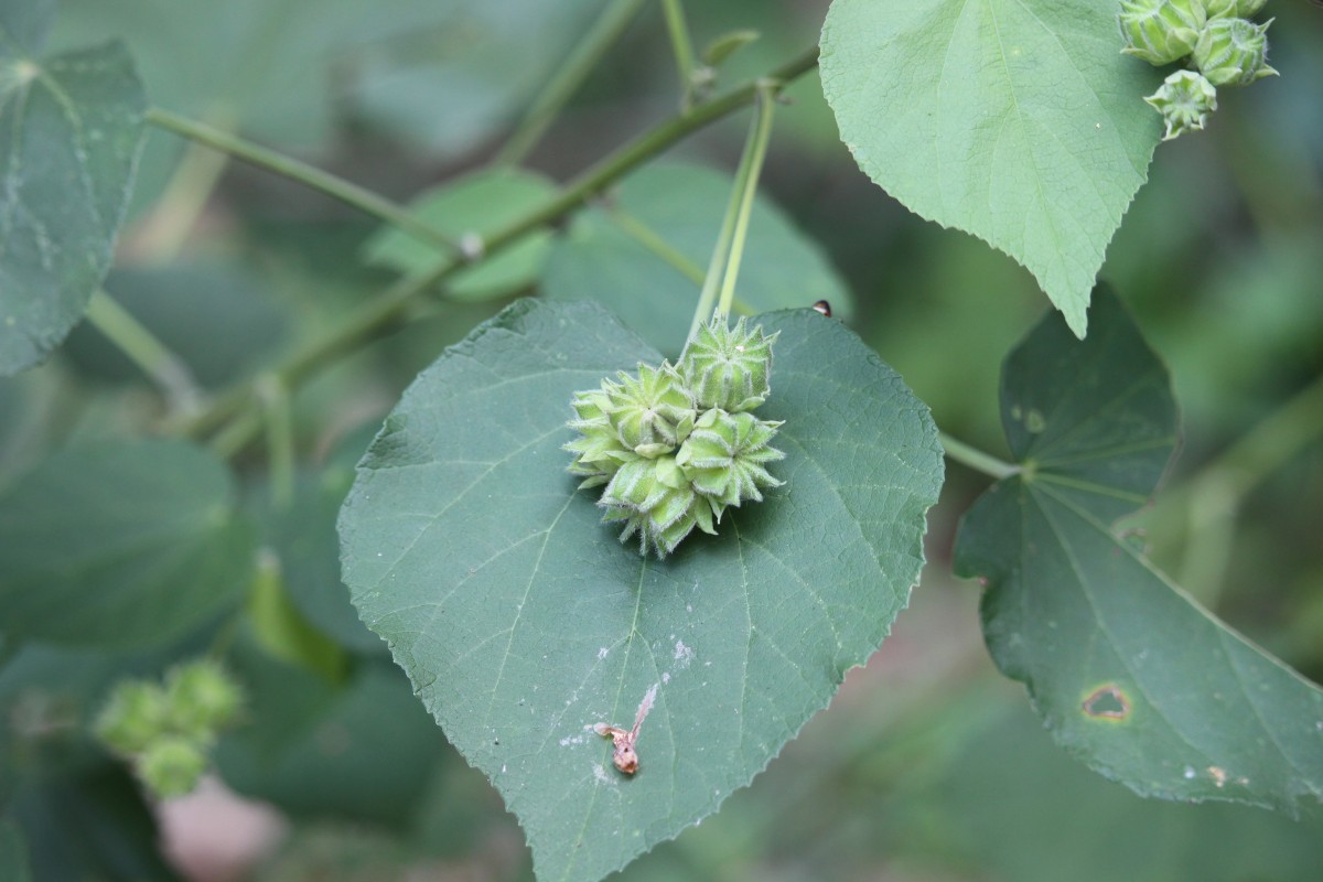 Abutilon subumbellatum Philcox